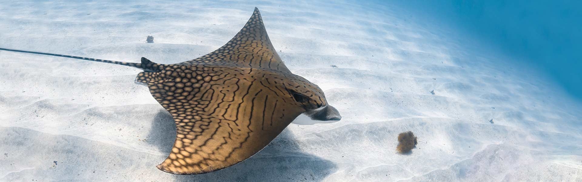The Alluring Ornate Eagle Ray: A Journey into the Life of a Mesmerizing Marine Species